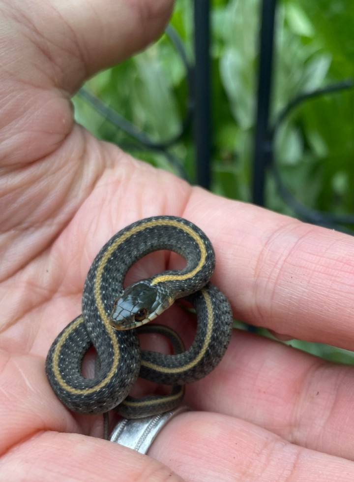 Santa Cruz Garter Snake